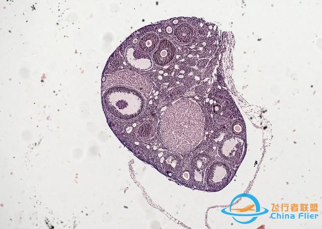 CRS-29空間站任務(wù)簡(jiǎn)介：激光通信、研究大氣重力波和太空生物科學(xué)-8549